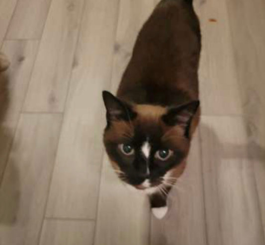 Additional Cat