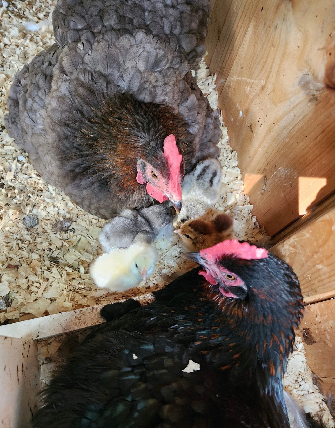 Chicken/Poultry Care