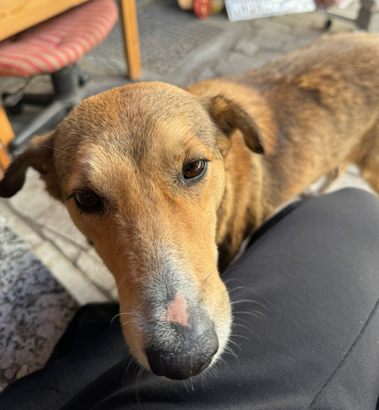 Additional Dog