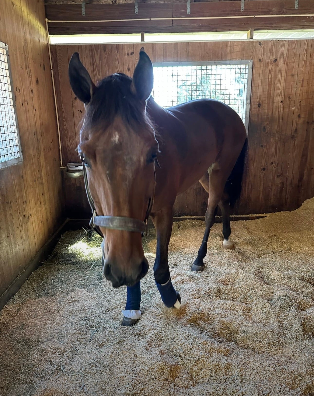 Horse Care