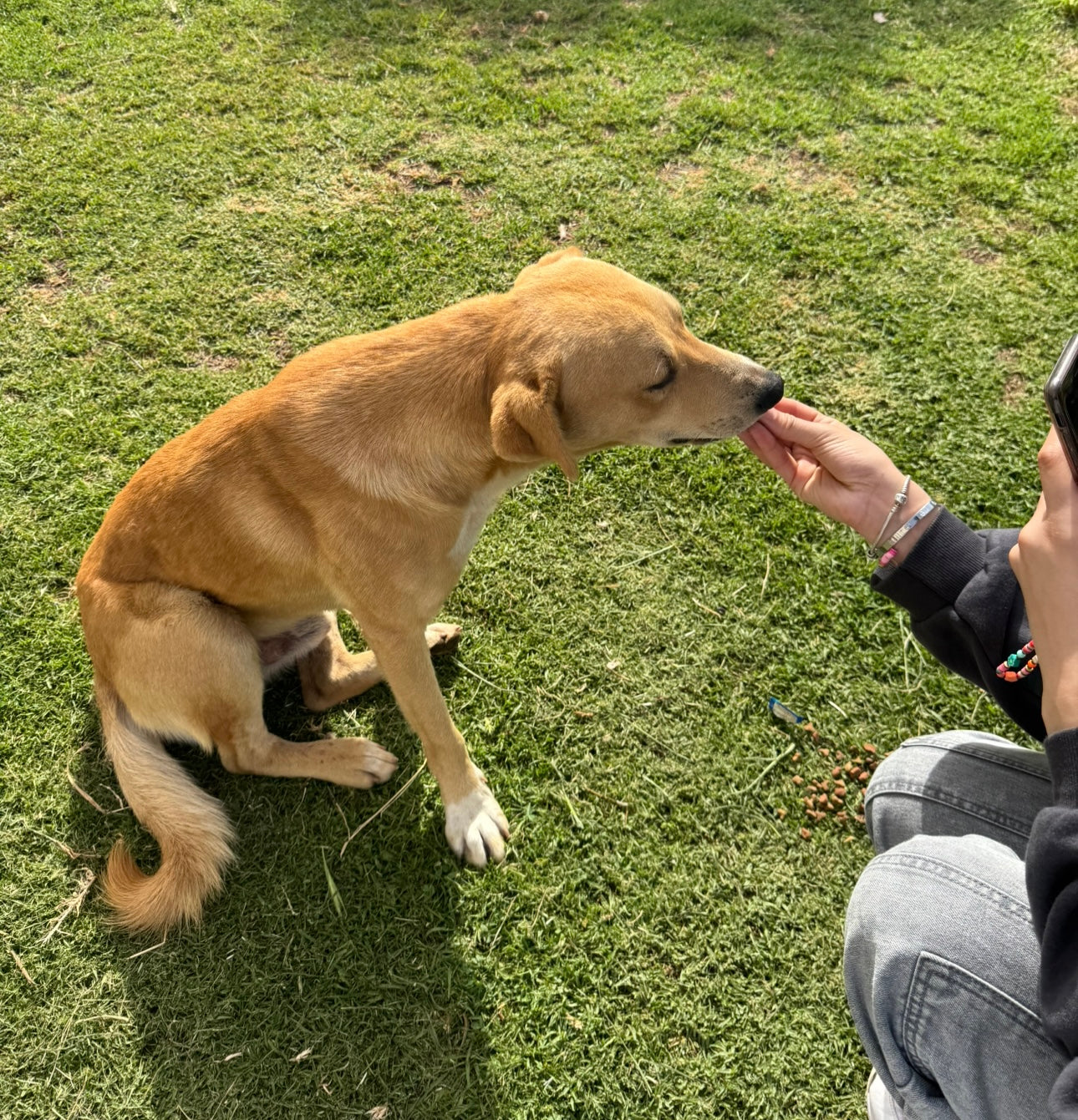 Pet Care