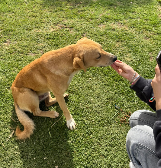 Pet Care